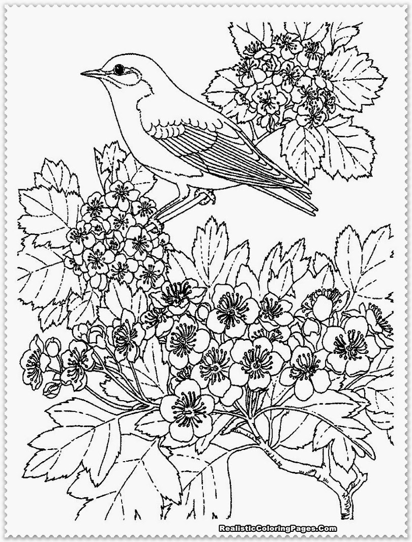810x1066 Realistic Coloring Pages Fresh Realistic Coloring Pages 28 Images