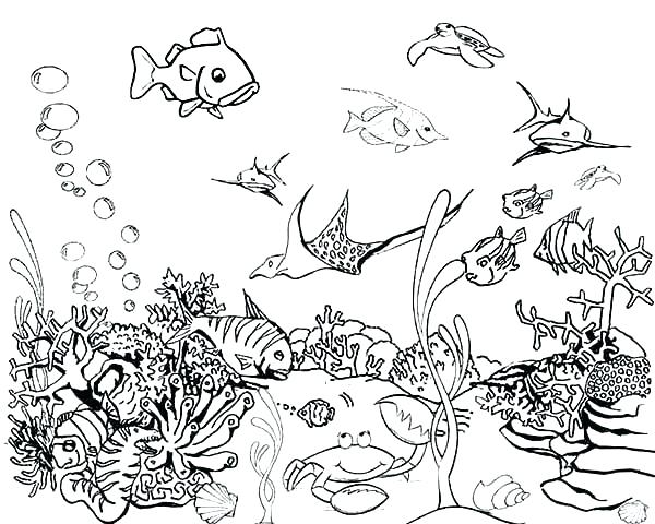 600x480 Realistic Fish Coloring Pages Tropical Fish Coloring Page Tropical