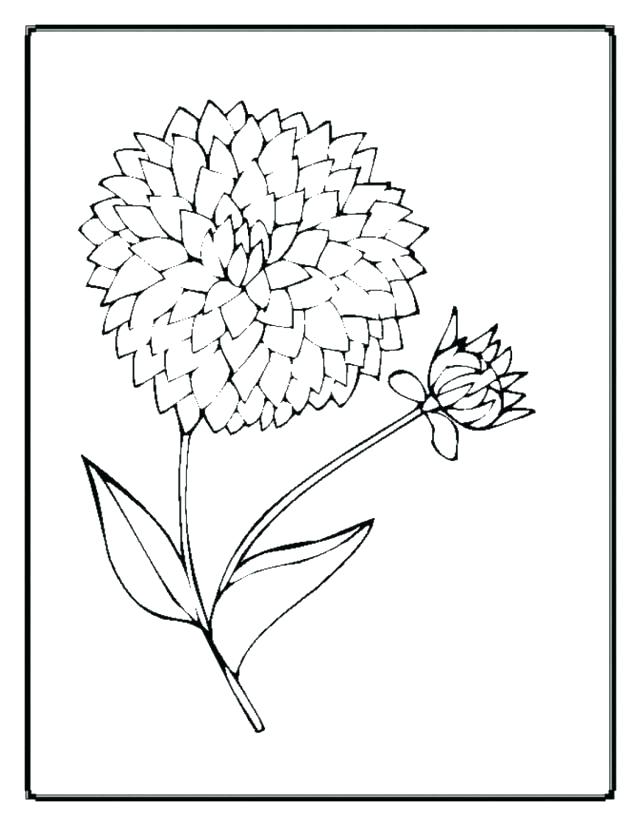 640x826 Realistic Flower Coloring Pages Realistic Flower Coloring Pages