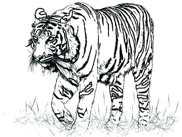 600x451 Free Tiger Coloring Pages Tiger Free Coloring Pages Coloring Pages