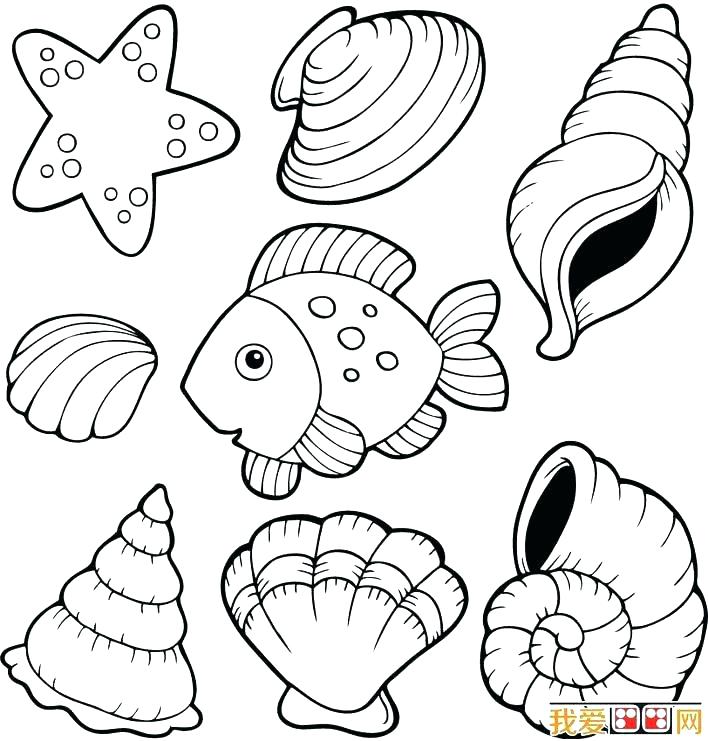 708x741 Seashell Coloring Pages Seashell Coloring Page Seashell Coloring