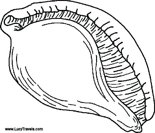 Seashell Coloring Pages Preschool Seashells Coloring Page Coloring 500x429 Seashell Coloring Pages Preschool Seashells Coloring Page Coloring