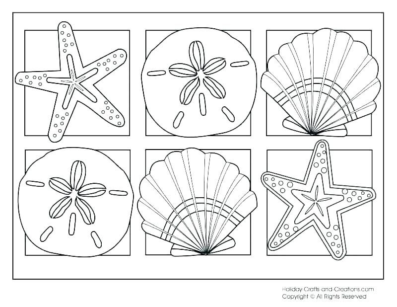 Seashell Coloring Pages Sea Shell Coloring Page Sea Shell Coloring 800x618 Seashell Coloring Pages Sea Shell Coloring Page Sea Shell Coloring