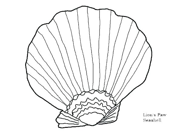 Seashell Coloring Shell Coloring Pages Sea Shell Coloring Pages 600x450 Seashell Coloring Shell Coloring Pages Sea Shell Coloring Pages