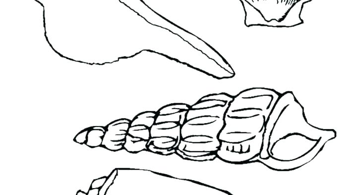 Seashells Coloring Page Seashells Coloring Page Seashell Coloring 728x393 Seashells Coloring Page Seashells Coloring Page Seashell Coloring