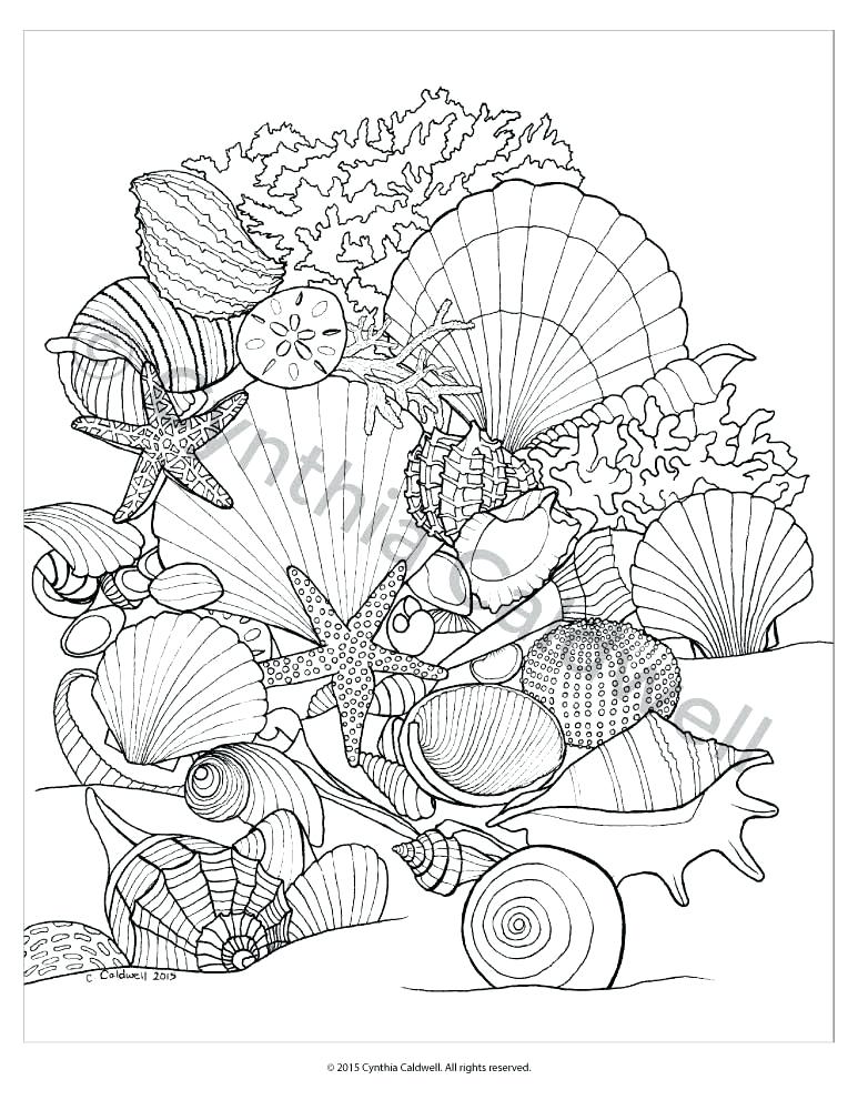 Seashell Coloring Page Impair.co 773x1000 Seashell Coloring Page Impair.co