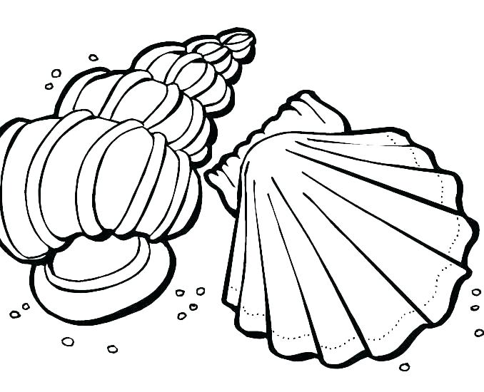 Nicodemus Coloring Page Beach Shells Coloring Pages Printable 678x550 Nicodemus Coloring Page Beach Shells Coloring Pages Printable