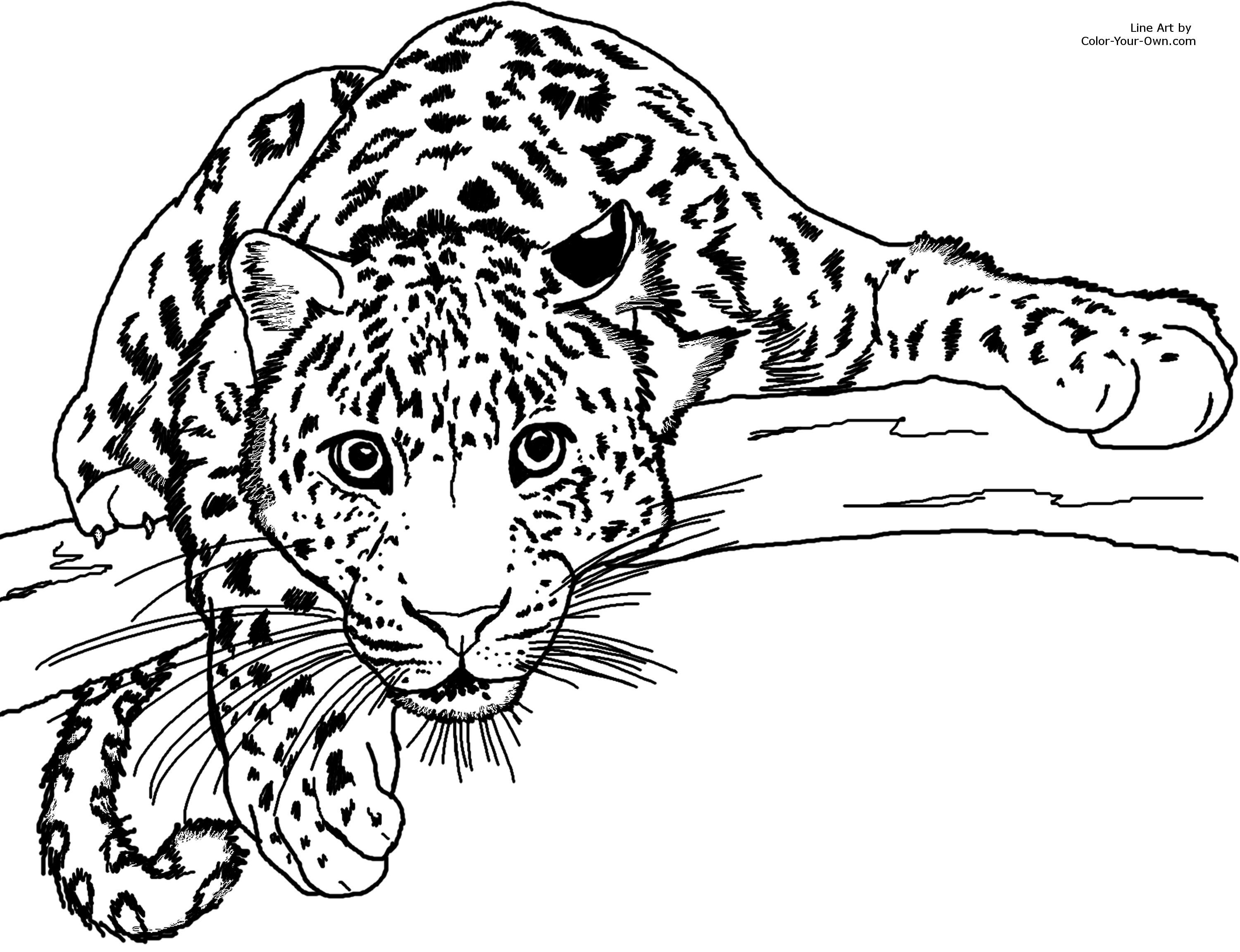 Unique Leopard Page To Color Collection Printable Coloring Sheet 3000x2304 Unique Leopard Page To Color Collection Printable Coloring Sheet