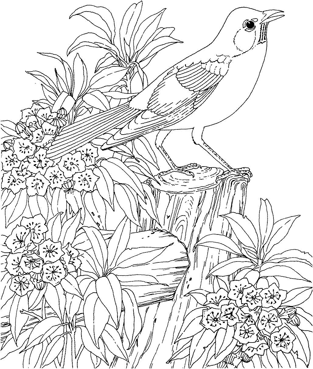 Hard Bird Coloring Pages For Adults Coloring Page For Adults 1029x1212 Hard Bird Coloring Pages For Adults Coloring Page For Adults