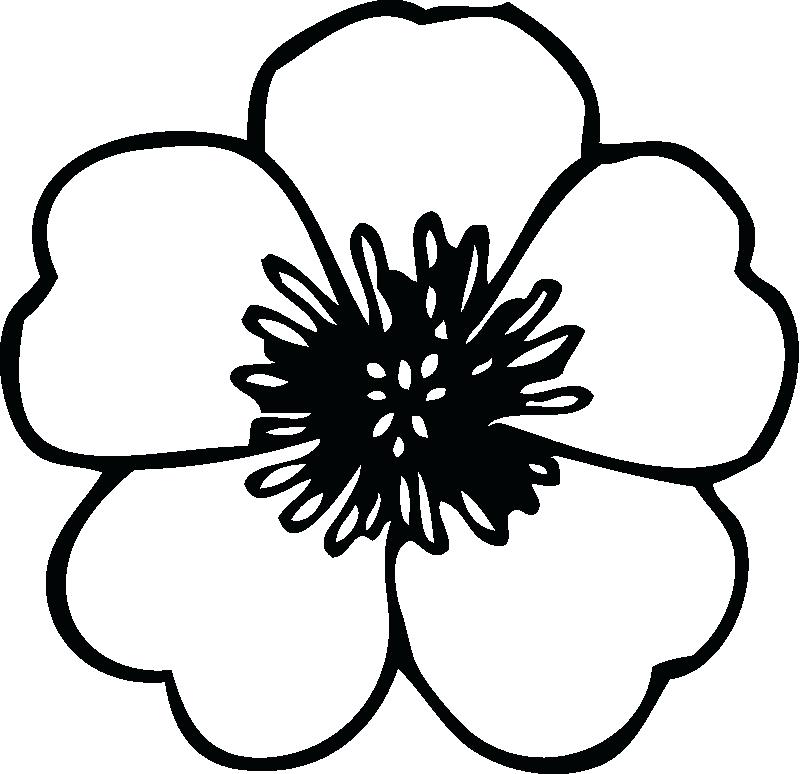 800x774 Flower Coloring Pages Flowers Coloring Pages Color Printing Flower