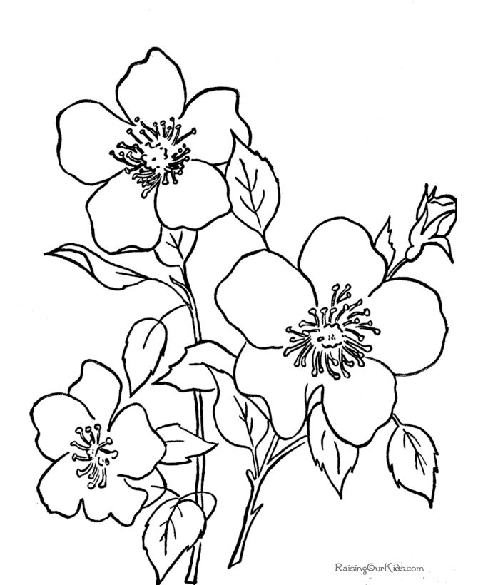 670x820 Gallery Printable Sketches Of Flowers,