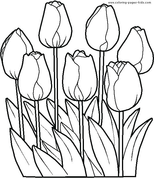 534x617 Tulip Coloring Page