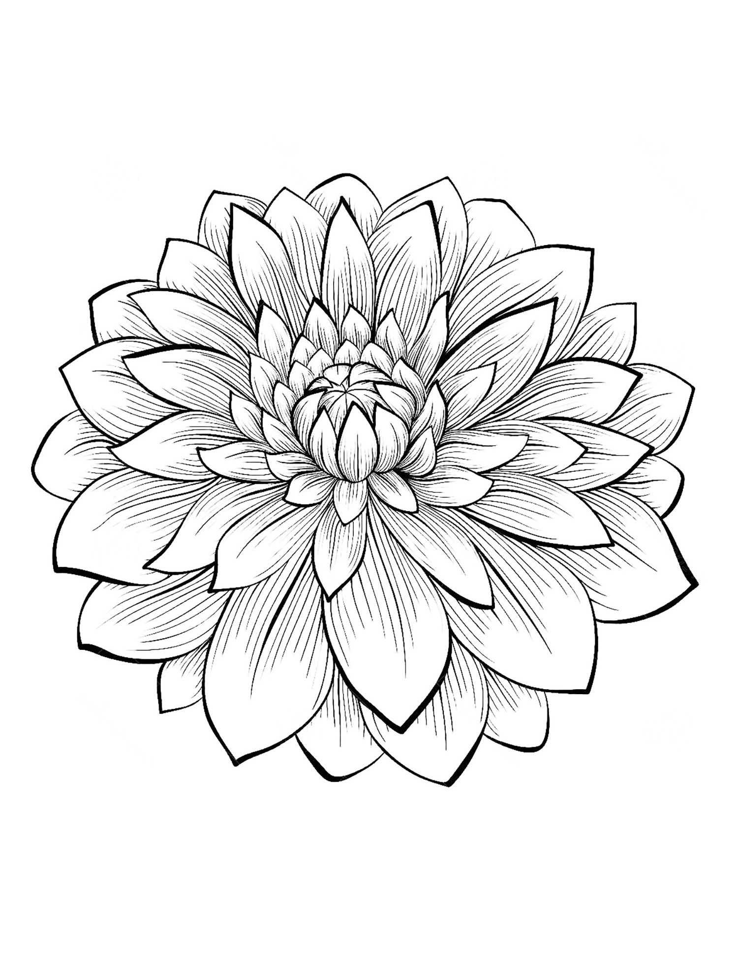 Incredible Dahlia Flower U Vegetation Coloring Pages For Adults 1500x1937 Incredible Dahlia Flower U Vegetation Coloring Pages For Adults