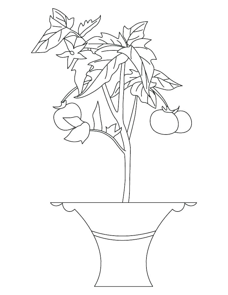 Plant Coloring Pages Coloring Pages Plants Coloring Pages Trees 738x954 Plant Coloring Pages Coloring Pages Plants Coloring Pages Trees