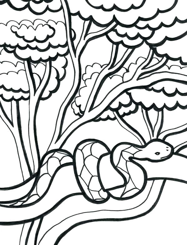 Coloring Pages Of Plants Coloring Pages Trees Plants And Flowers 600x787 Coloring Pages Of Plants Coloring Pages Trees Plants And Flowers