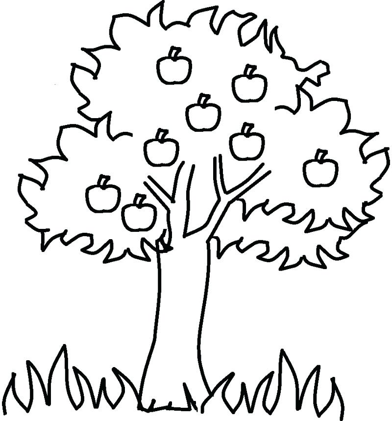 Coloring Pages Of Trees Plus Coloring Pages Trees Plants 800x859 Coloring Pages Of Trees Plus Coloring Pages Trees Plants