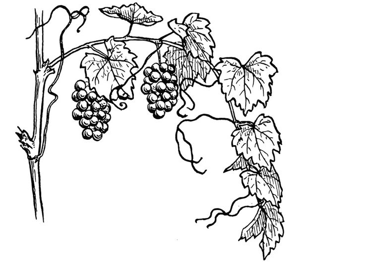 Coloring Page Grape Vine Coloring Grape Vines 750x531 Coloring Page Grape Vine Coloring Grape Vines