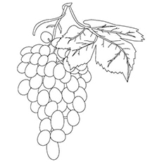 Top 25 Free Printable Lovely Grapes Coloring Pages Online 230x230 Top 25 Free Printable Lovely Grapes Coloring Pages Online