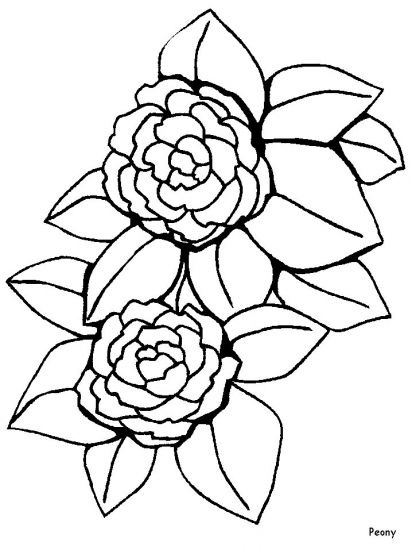 Peony Coloring Pages.ws Steamboat Clip Art Peony 412x550 Peony Coloring Pages.ws Steamboat Clip Art Peony