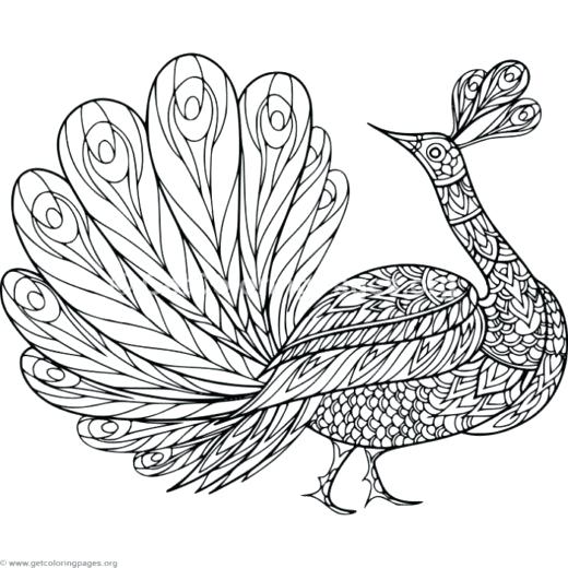 520x520 Zentangle Coloring Pages Peacock Coloring Pages Zentangle Coloring