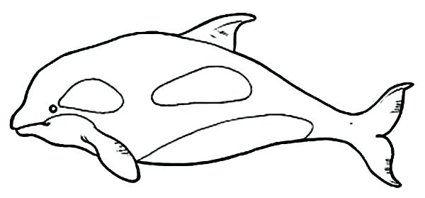 Orca Whale Coloring Pages Amazing Pictures Of Whales To Color 600x279 Orca Whale Coloring Pages Amazing Pictures Of Whales To Color