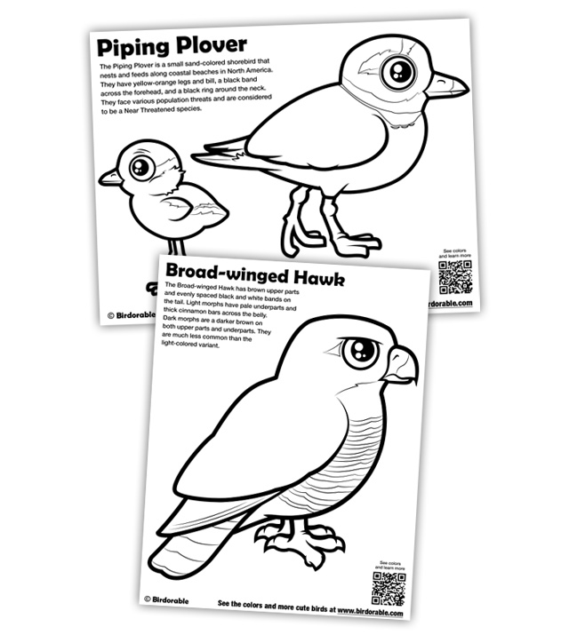 New Coloring Pages Piping Plover And Broad Winged Hawk In Free 640x724 New Coloring Pages Piping Plover And Broad Winged Hawk In Free