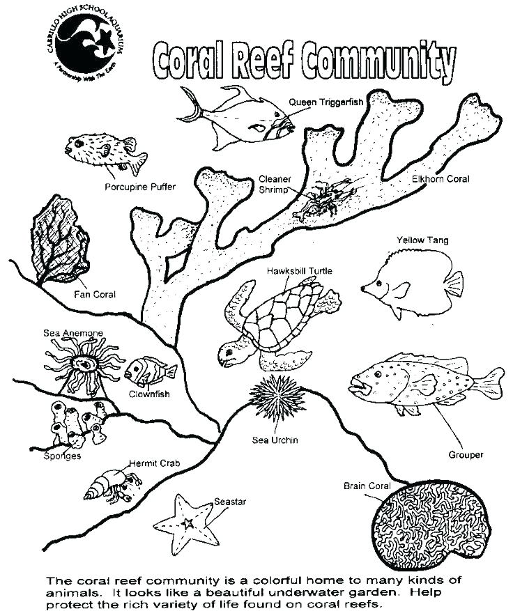 736x877 Coral Coloring Pages Scuba Diver Coloring Page Awesome Coral Reef