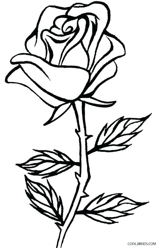 Rose Coloring Page Compass Rose Coloring Sheet Rose Coloring Page 531x820 Rose Coloring Page Compass Rose Coloring Sheet Rose Coloring Page