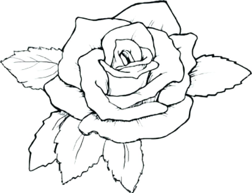 Roses Coloring Page Free Roses Coloring Pages For Adults To Print 960x736 Roses Coloring Page Free Roses Coloring Pages For Adults To Print