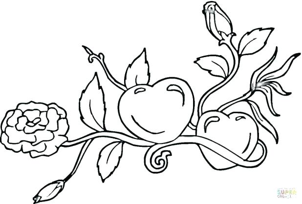Roses Coloring Pages Click The Hearts And Roses Coloring Pages 618x418 Roses Coloring Pages Click The Hearts And Roses Coloring Pages