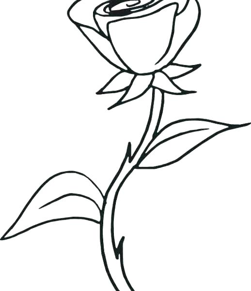 Compass Rose Color Page Kids Coloring Picture Of Roses To Color 518x600 Compass Rose Color Page Kids Coloring Picture Of Roses To Color