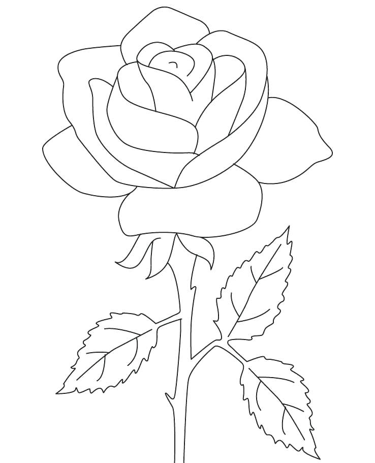 738x911 Compass Rose Coloring Sheets