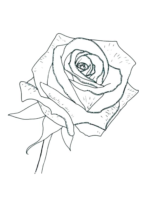 600x826 Coloring Page Rose Compass Rose Coloring Sheet Coloring Page Rose
