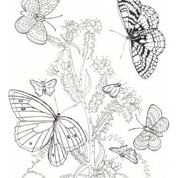 350x350 Free Coloring Pages My Compassion Butterfly Free