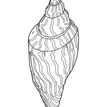 Conch Shell Coloring Pages 220x220 Conch Shell Coloring Pages