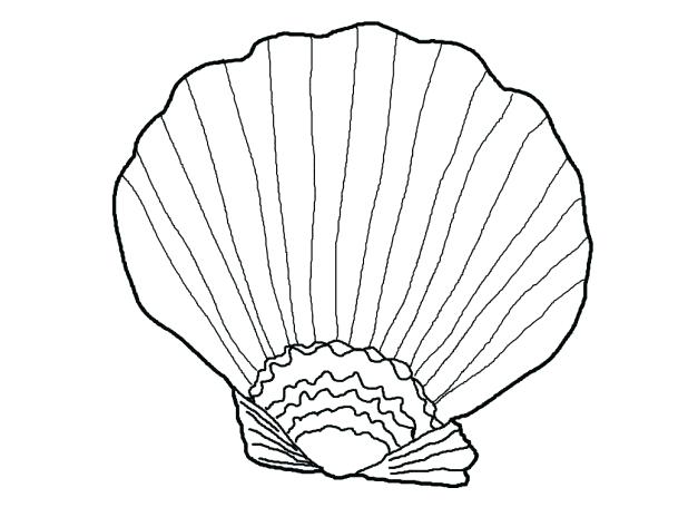 Seashells Coloring Page Shell Coloring Pages Seashell Coloring 618x464 Seashells Coloring Page Shell Coloring Pages Seashell Coloring