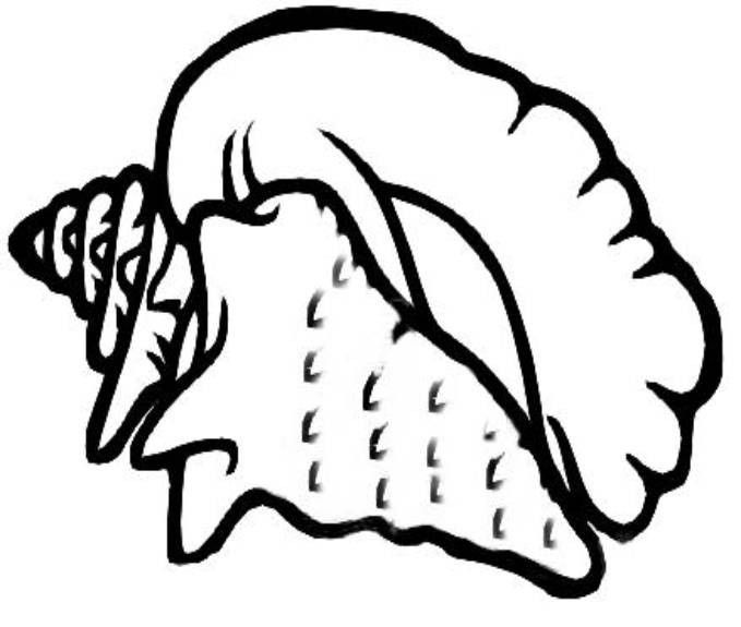 Conch Shell Colouring Pages Quilt Ideas Fabric Art 679x575 Conch Shell Colouring Pages Quilt Ideas Fabric Art