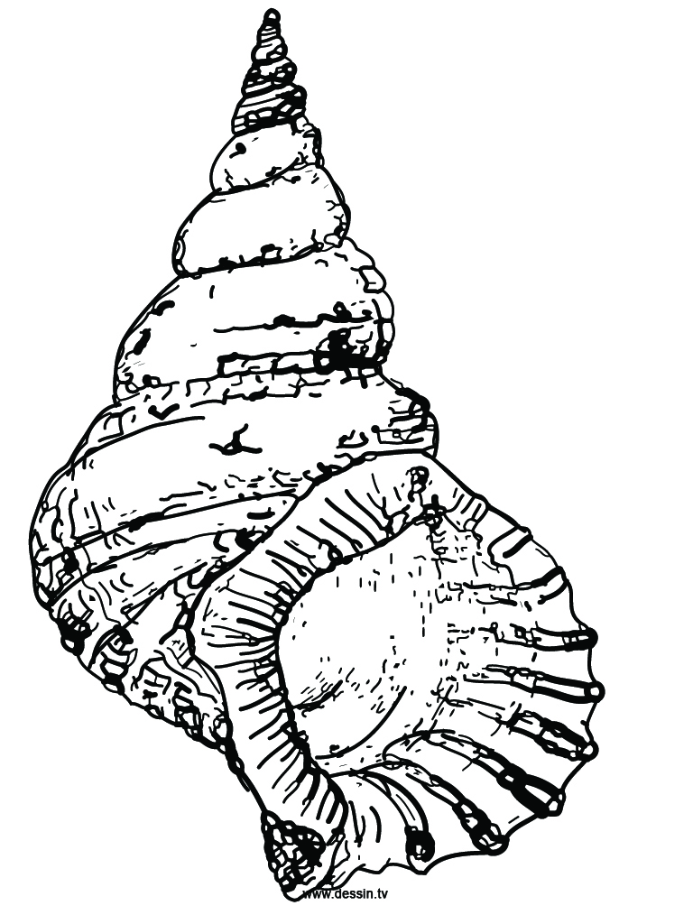 Conch 768x1024 Conch