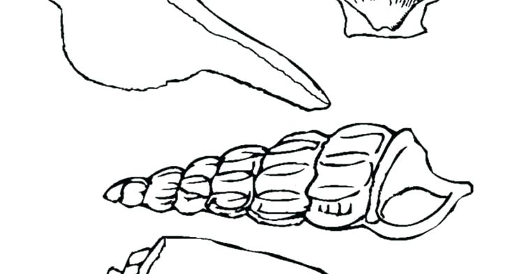 Seashell Coloring Page Impair.co 728x393 Seashell Coloring Page Impair.co