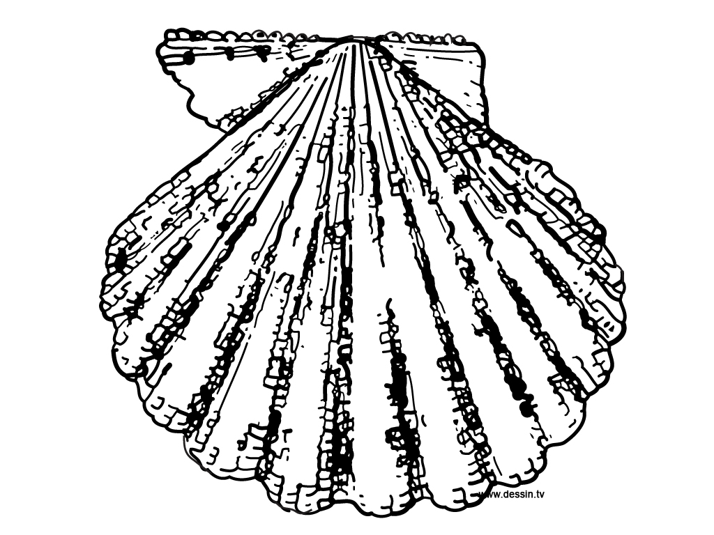 Coloring Scallop 1024x768 Coloring Scallop