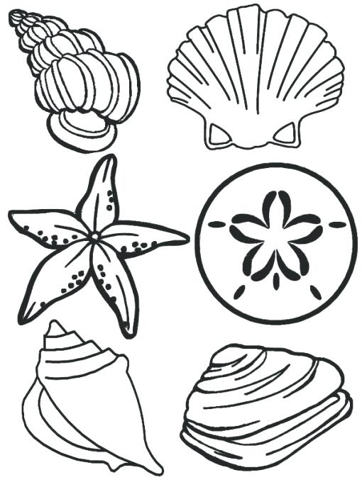 Sea Shell Coloring Page Sea Animals Complete Sea Shells Family 510x680 Sea Shell Coloring Page Sea Animals Complete Sea Shells Family