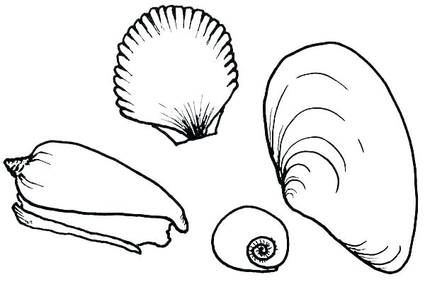 Sea Shell Coloring Page Seashell Coloring Page Seashells Coloring 600x409 Sea Shell Coloring Page Seashell Coloring Page Seashells Coloring