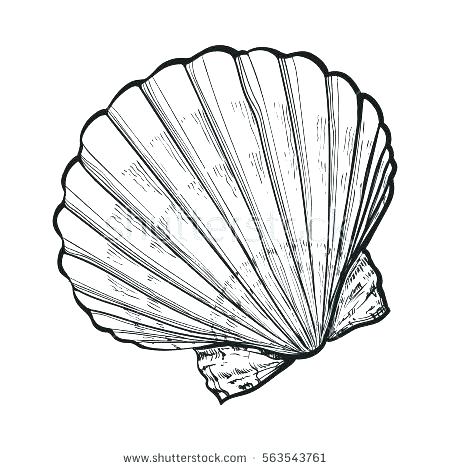 Seashell Coloring Page Seashell Coloring Pages Sea Shell Coloring 450x470 Seashell Coloring Page Seashell Coloring Pages Sea Shell Coloring