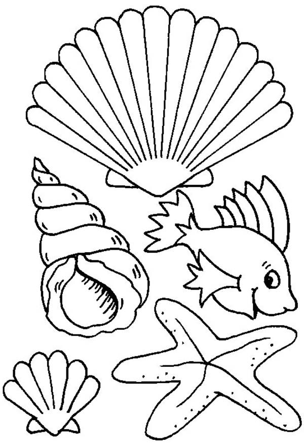 Sea Shell Coloring Sheet 600x879 Sea Shell Coloring Sheet