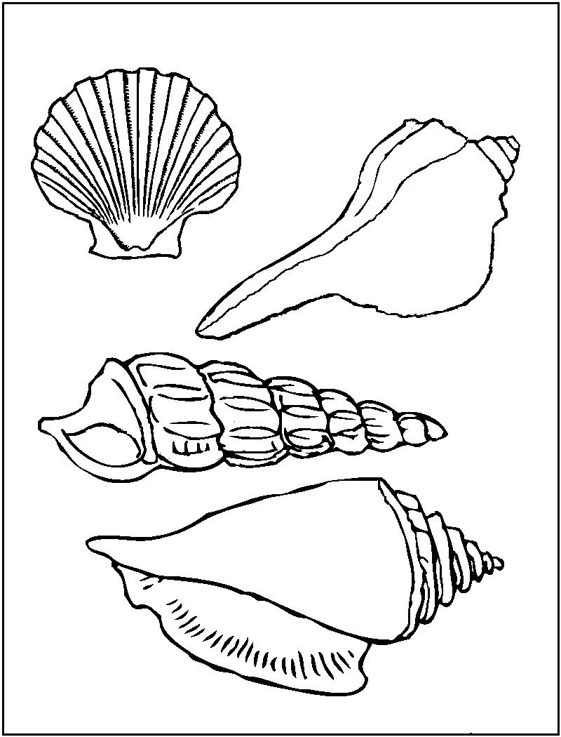 Free Printable Seashell Coloring Pages For Kids Printable 800x1050 Free Printable Seashell Coloring Pages For Kids Printable