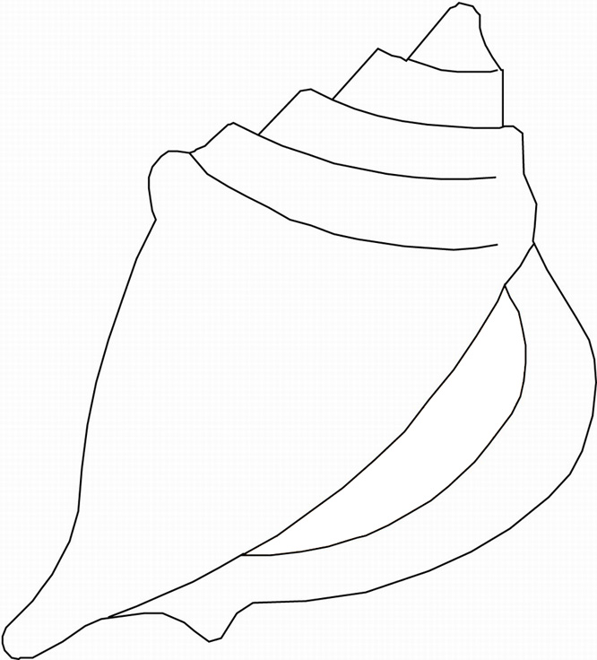 Printable Pictures Of Sea Shells Seashell Coloring Page Twisty 666x736 Printable Pictures Of Sea Shells Seashell Coloring Page Twisty