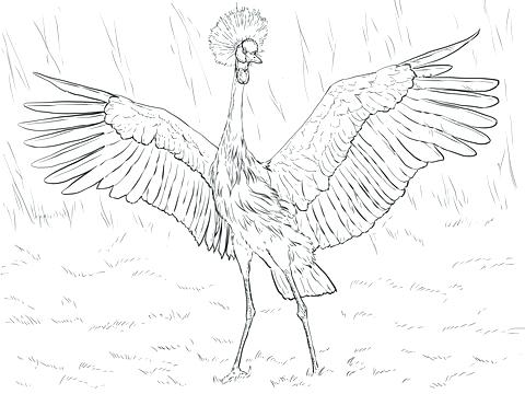Crane Coloring Page Medium Size Of Coloring Pages Thanksgiving 480x360 Crane Coloring Page Medium Size Of Coloring Pages Thanksgiving
