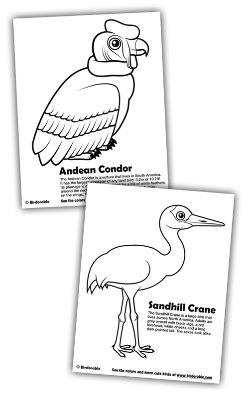 New Coloring Pages Andean Condor And Sandhill Crane In Free 500x794 New Coloring Pages Andean Condor And Sandhill Crane In Free