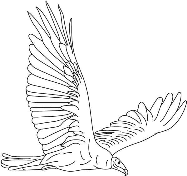Vulture Coloring Page 599x564 Vulture Coloring Page