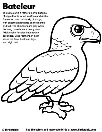 Birdorable Bateleur Coloring Page Birdorable Coloring Pages 420x544 Birdorable Bateleur Coloring Page Birdorable Coloring Pages